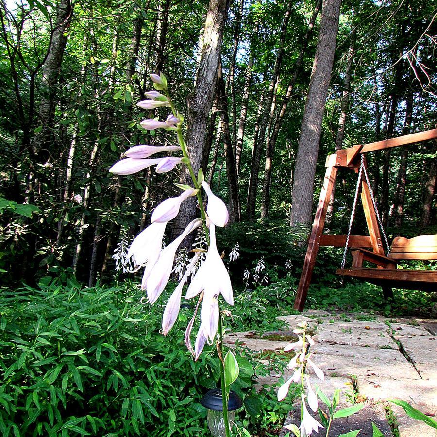 Red Leaf River Inn Waynesville Extérieur photo