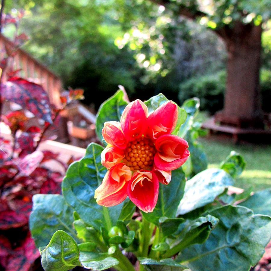 Red Leaf River Inn Waynesville Extérieur photo